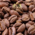 coffee-bean-arabica-1.jpg