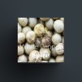 White Pepper.jpg