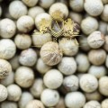 White Pepper-a.jpg