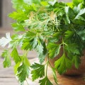 Parsley Leaf 2.jpg