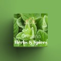 Oregano.jpg