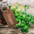 Oregano 3.jpg