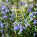 Rosemary 1.jpg