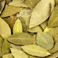 Bay Leaf 1.jpg