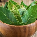 Bay Leaf 2.jpg