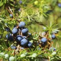 Juniper Fruit 2.jpg