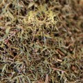 Thyme 1.jpg