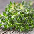 Thyme 2.jpg