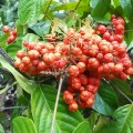 Guarana 2.jpg