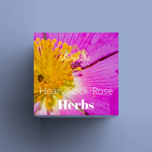 Hoary Rock-Rose.jpg