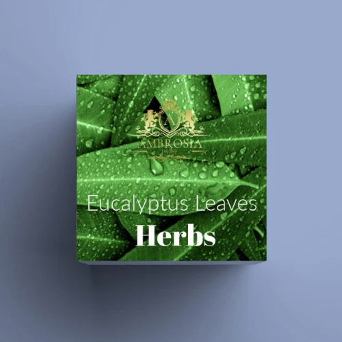 Eucalyptus Leaves .jpg