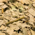Eucalyptus Leaves 1.jpg