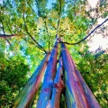 Eucalyptus Leaves 2.jpg