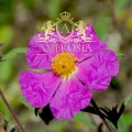 Hoary Rock-Rose 1-3b.jpg