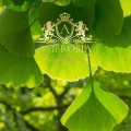 Ginkgo Biloba  b.jpg