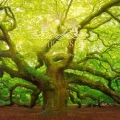 Oak Bark C.jpg