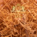 Cats Claw a.jpg