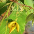 Cats Claw b.jpg