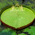 Lotos Leaf b.jpg