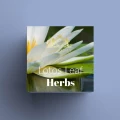 Lotos Leaf.jpg