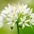 Wild Garlic-a.jpg
