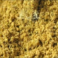 Herbal Pepper 2.jpg