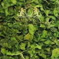 Parsley Leaf 1.jpg