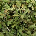 Lovage 1.jpg