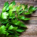 Lovage 2.jpg