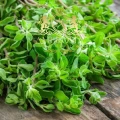 Marjoram 2.jpg