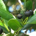 Allspice Grain 3.jpg