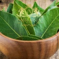 Bay Leaf 2.jpg