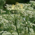Cumin Seed 4.jpg