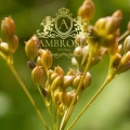 Cumin Roman Seed.jpg