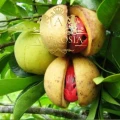 Ground Nutmeg 2.jpg