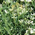 Tarragon 3.jpg