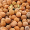 White Mustard Seed 1.jpg