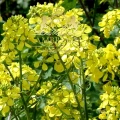 White Mustard Seed 2.jpg