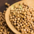 White Mustard Seed 3.jpg