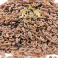 Plantago Ovat 1.jpg