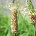 Plantago Ovat 3.jpg