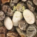 Chia Salvia Hispanica 1.jpg