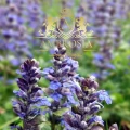 Chia Salvia Hispanica 3.jpg
