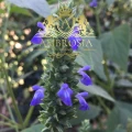 Chia Salvia Hispanica 4.jpg