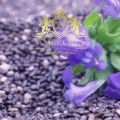 Chia Salvia Hispanica 5.jpg