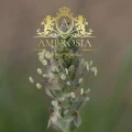Plantago Ovat 4.jpg