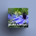 Nigella Sativa.jpg