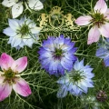 Nigella Sativa 2.jpg