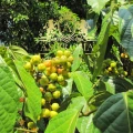 Guarana 4.jpg