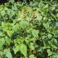 Guar Gum 2.jpg